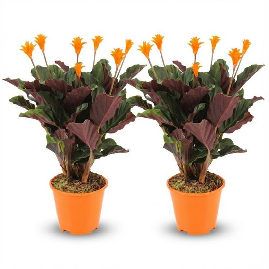 Calathea crocata - pot de 14cm - hauteur: 40 - 45cm - plantes d'intérieur