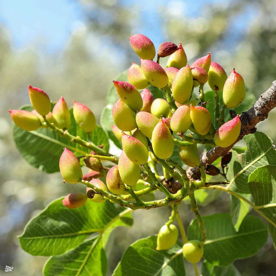 Pistache vera adulte (pistache) pot de 40 litres - 140/160 cm