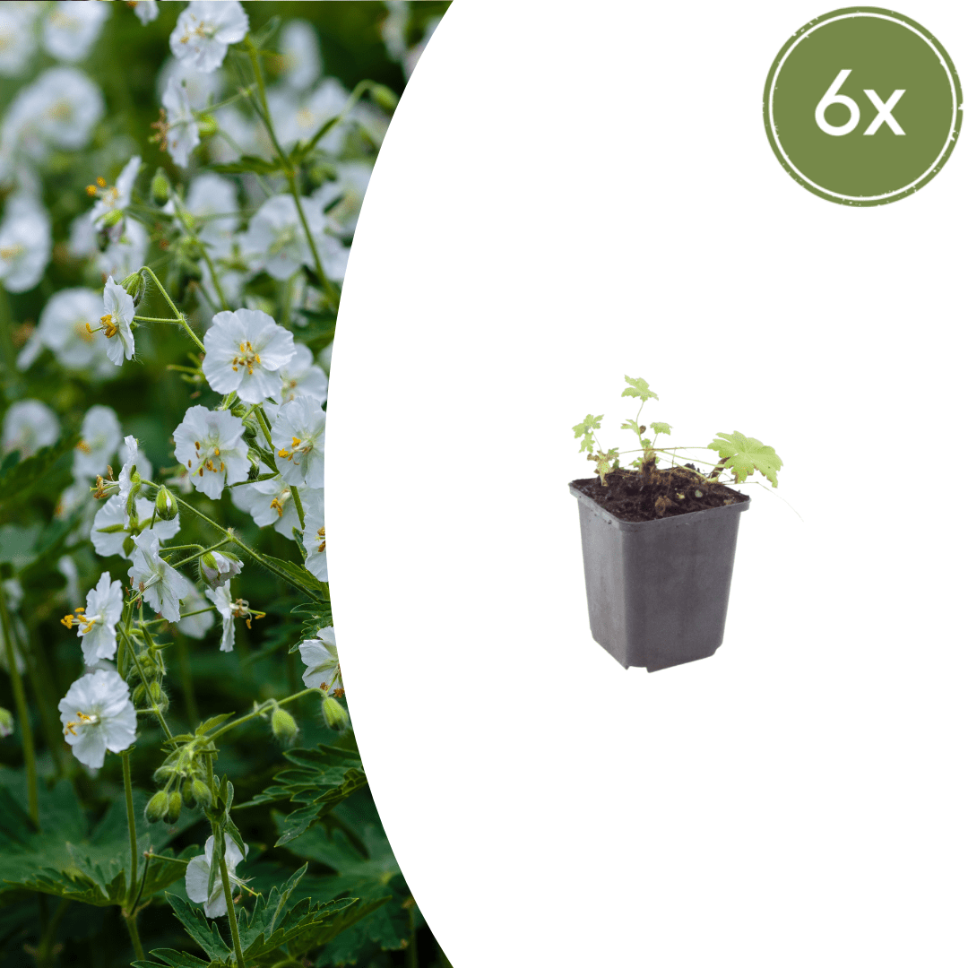 Lot de 12 - géranium blanc (geranium macrorrhizum) 'white ness'