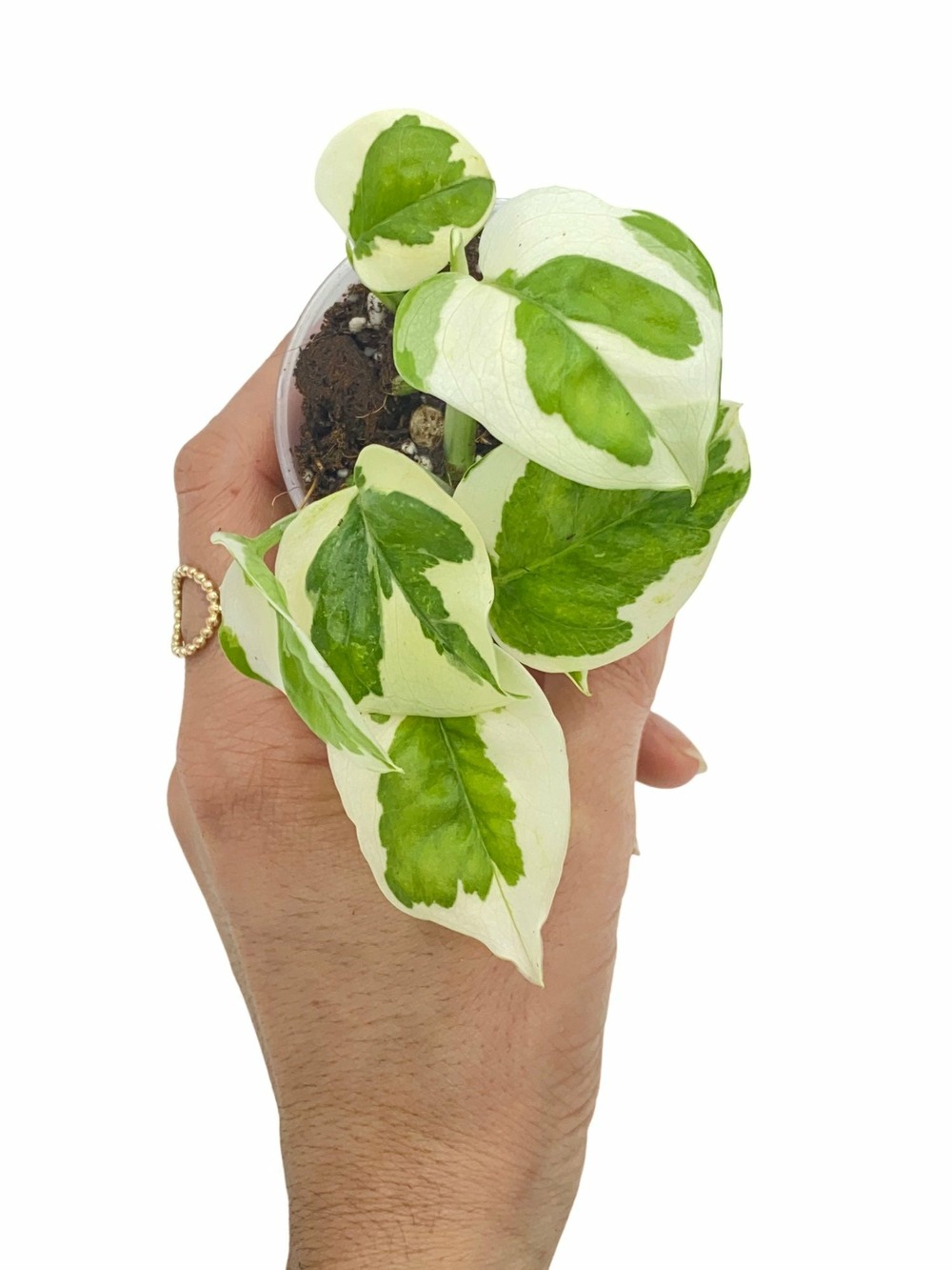 Epipremnum n'joy - pot de 6cm