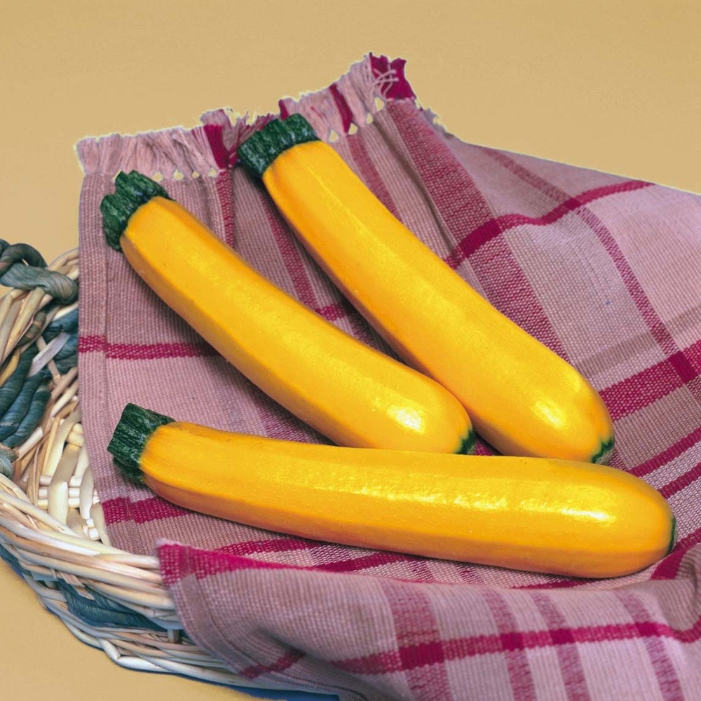 Courgette 'sebring f1' mini-motte ø 3/4 cm, jeune plant greffé de 5 à 10 cm de haut (par 2)