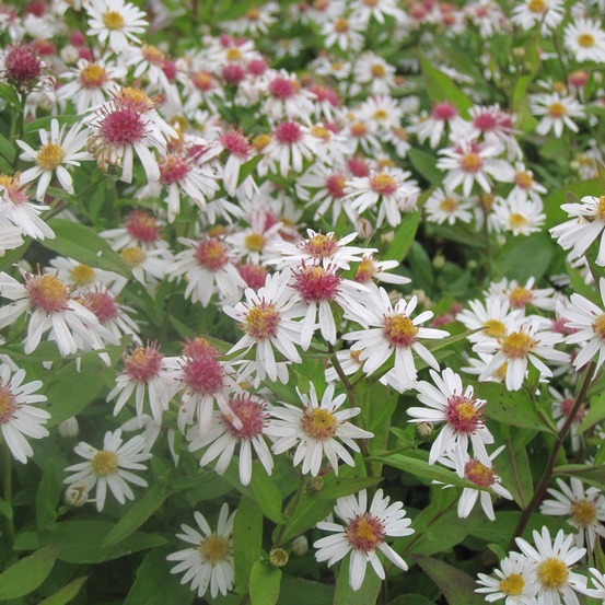 Aster laterifolius 'chloe' godet de 8/9 cm