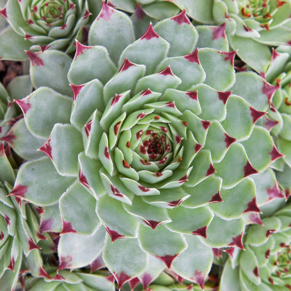 Joubarbe - chick charms ® mint marvel - sempervivum - le pot / ø 9cm