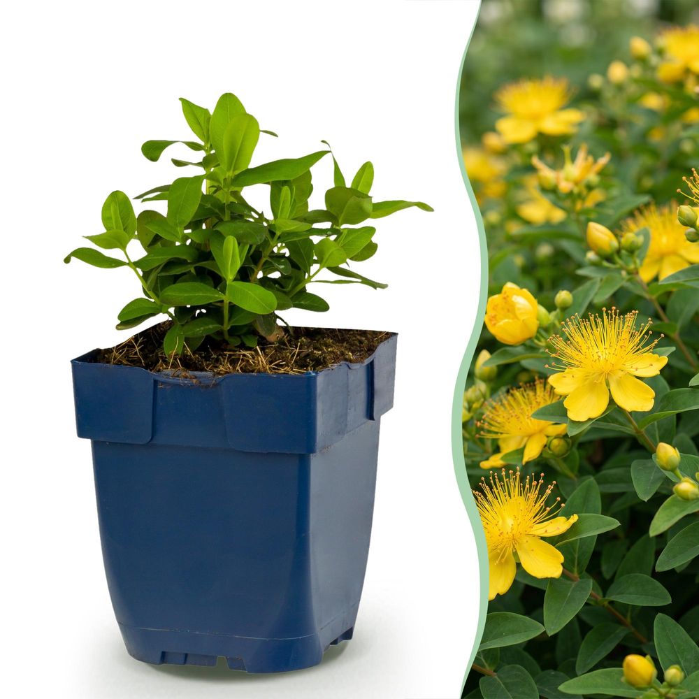 Millepertuis - lot de 12 - pot 11 cm - hauteur 25 cm