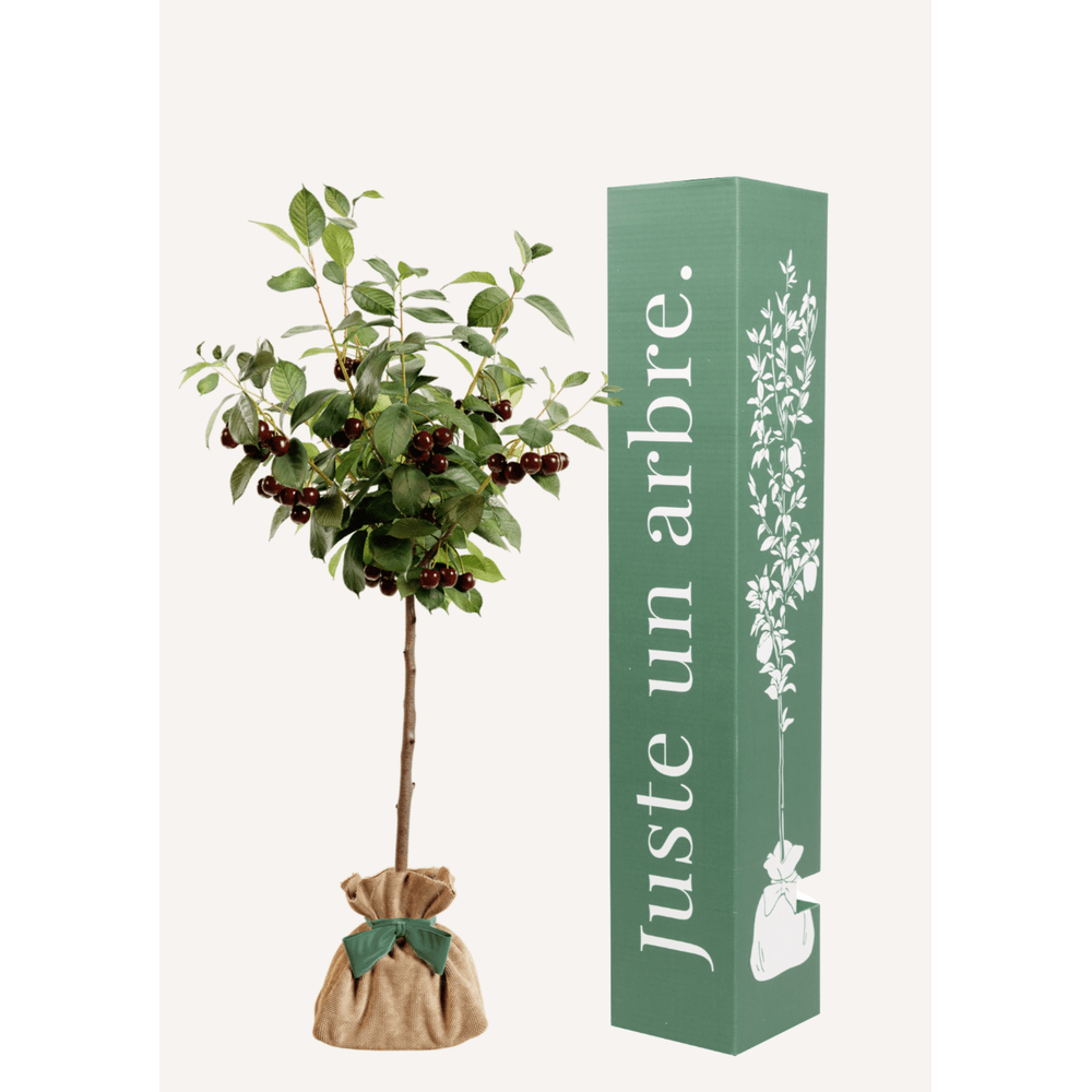 Cerisier bigarreau | idée cadeau naissance, mariage, anniversaire - à planter en intérieur ou extérieur.