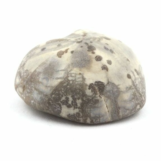 Oursin fossile, toxaster amplus 117.80 carats