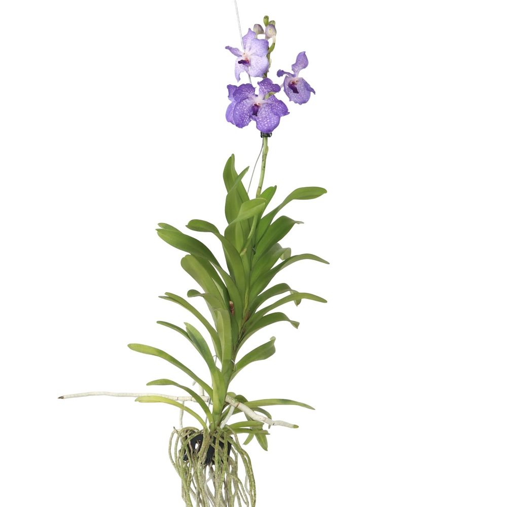 Orchidée Vanda 'Botanica' En Pot Suspendu Terre Cuite - Bleu - ⌀12cm X 50cm