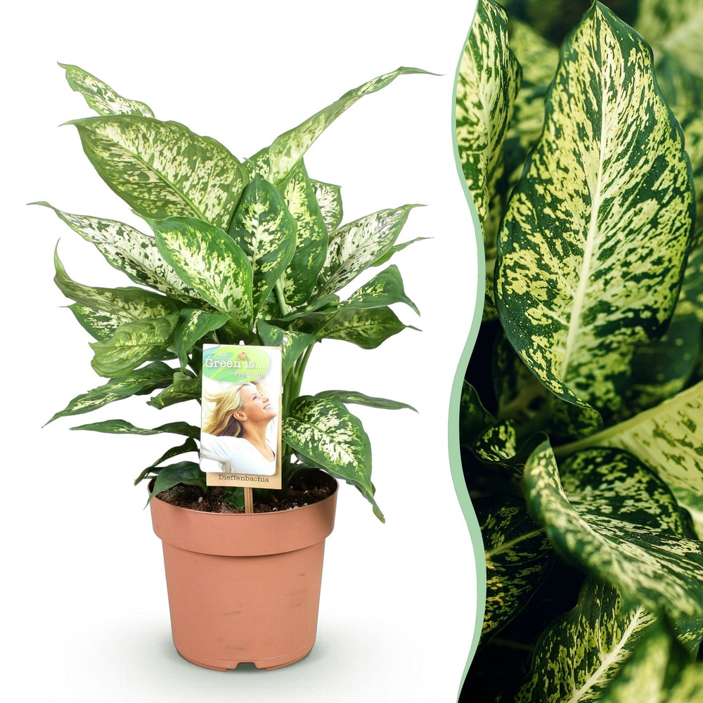 Dieffenbachia compacta – lot de 1 – pot 17 cm – hauteur 45-50 cm