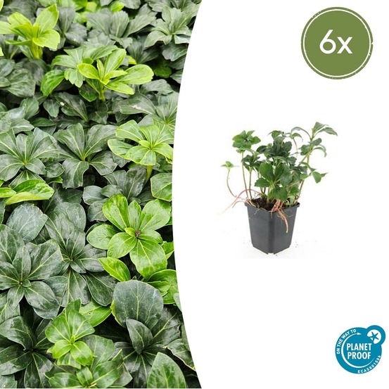 Pachysandre du japon 'green sheen' x6 – entre 0,38 et 0,5m2