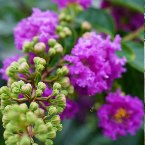 Lilas des indes petit´ canaille® mauve, lagerstroemia pot de 7,5l - 60/80 cm