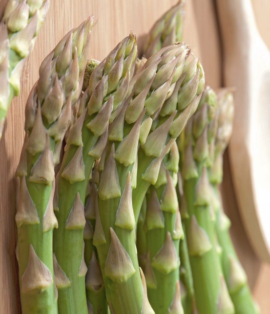 Asperge voltaire - 10 griffes