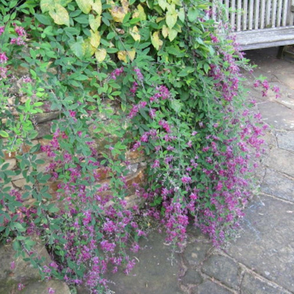 Lespedeza de thunberg pot de 3l - 20/40 cm