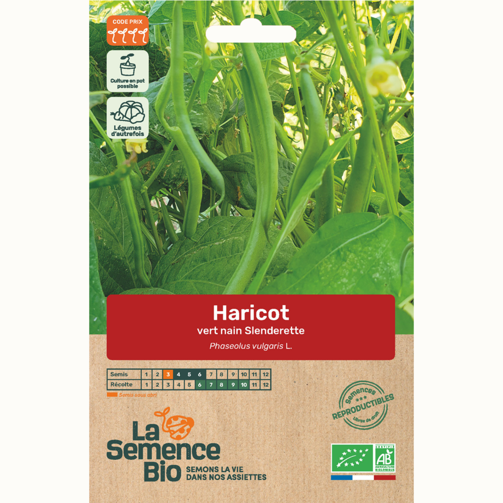 Haricot vert nain slenderette - graines bio