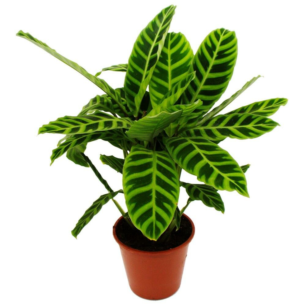 Plante d'ombre rayée xxl - calathea zebrina - maranthe zébrée - pot de 19cm - hauteur env. 70-80cm