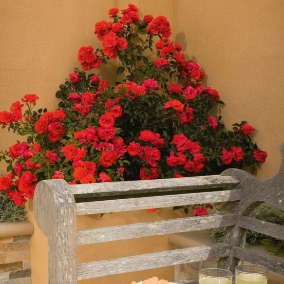 Rosier paysager decorosier® kadora® 'noa 83100 b' pot de 2l - 40/60 cm