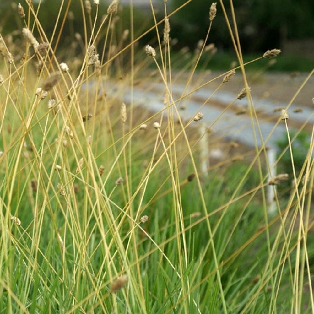 Sesleria sadleriana godet de 8/9 cm