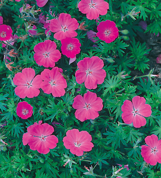 Geranium sanguineum - 3 godets plante vivace