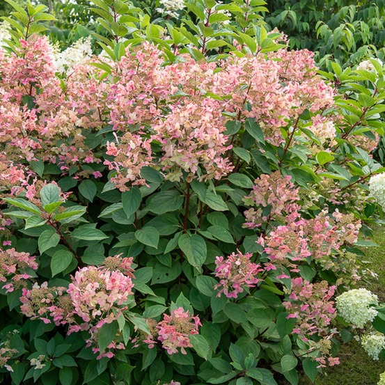 Hortensia paniculé wims red - le pot / 3l / hauteur livrée 40-50cm