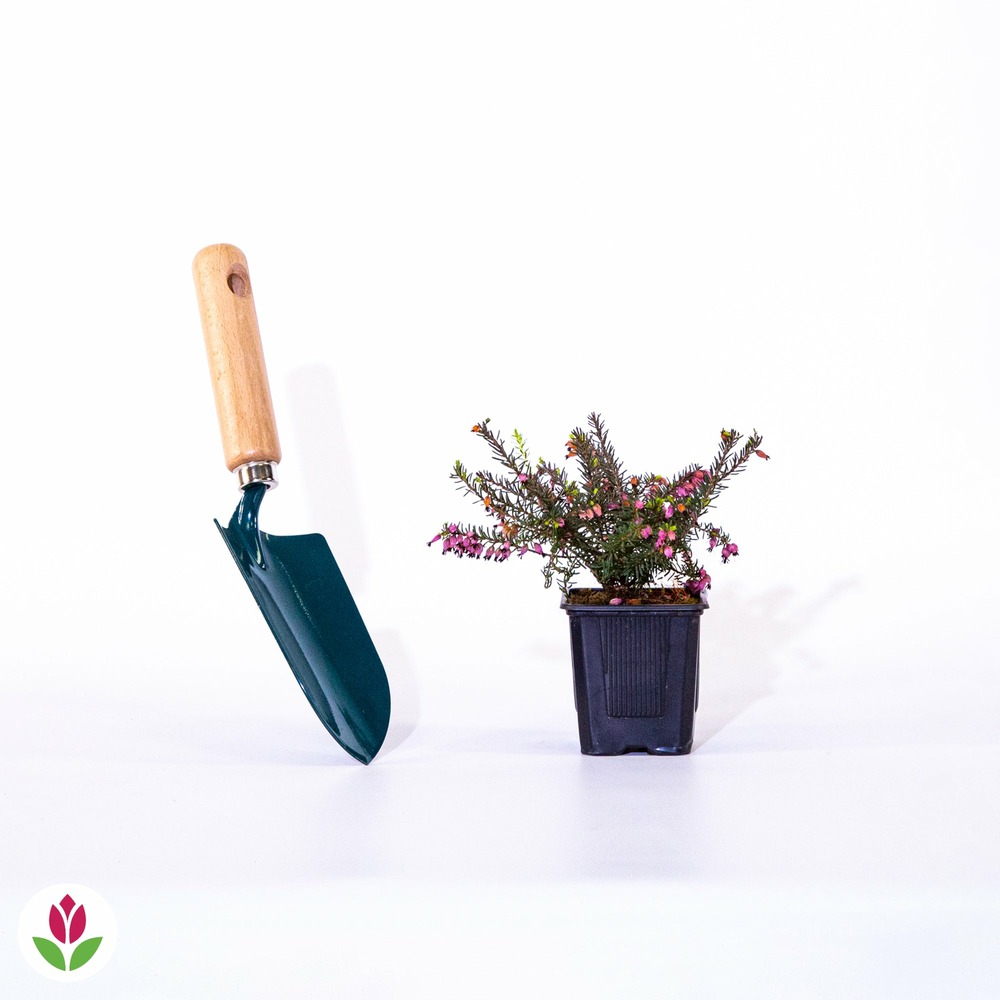 Bruyère d'hiver léa - le pot / 8cm / hauteur livrée environ 10cm