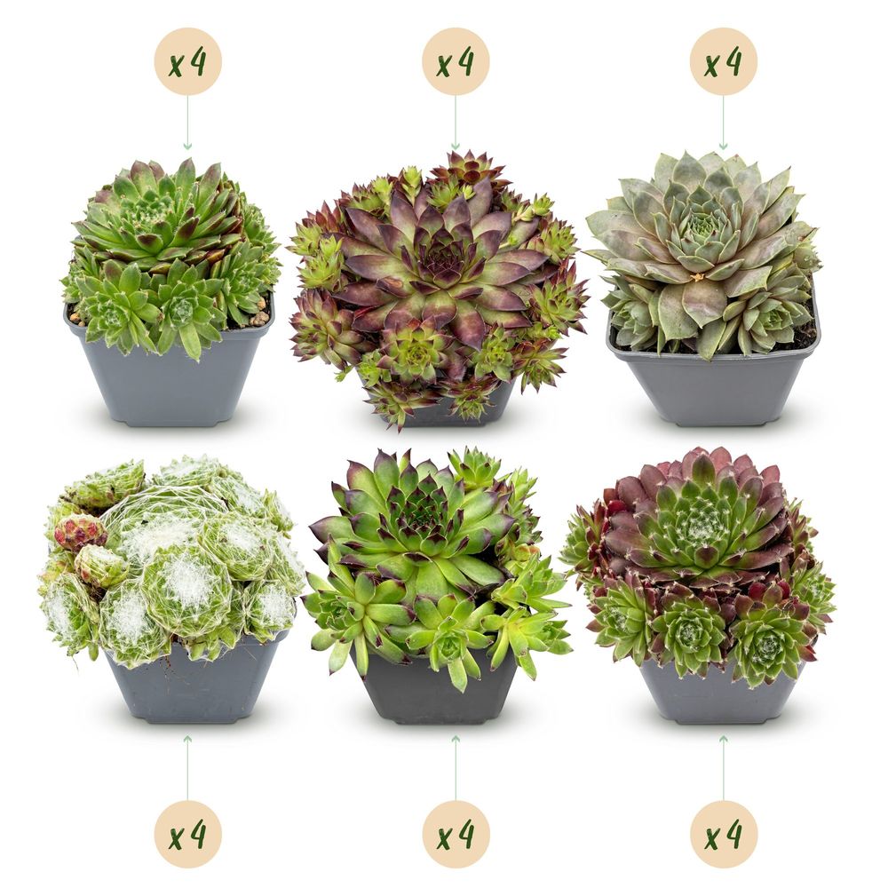 Joubarbe 'big sam' - lot de 24 - pot 7 cm - hauteur 10-12 cm