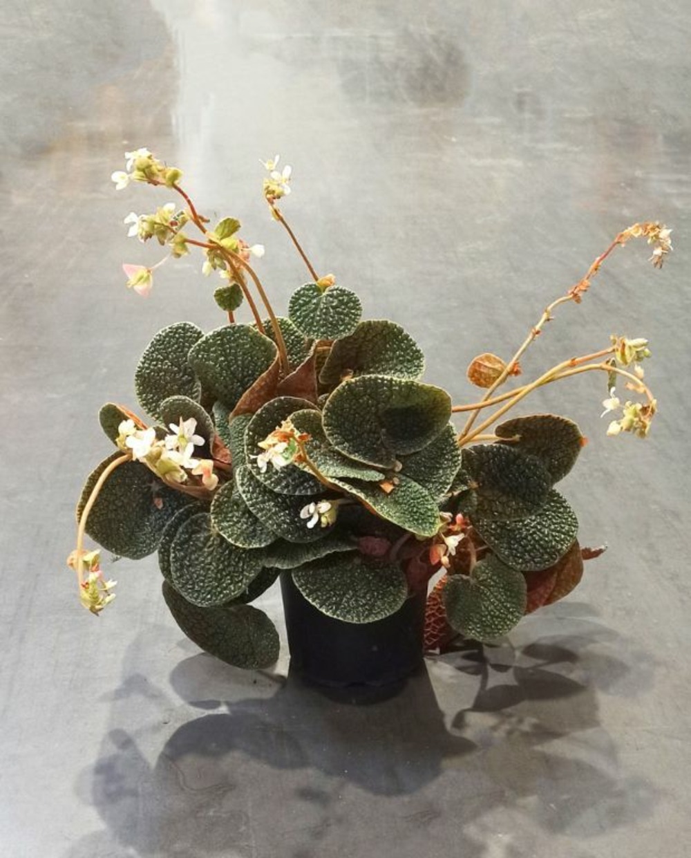 Begonia pavonina bullatifolia d. 14cm h. 40cm - plante d'intérieur