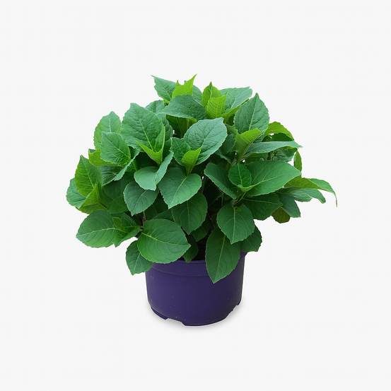 Hydrangea macrophylla forever and ever rose - pot 5 l