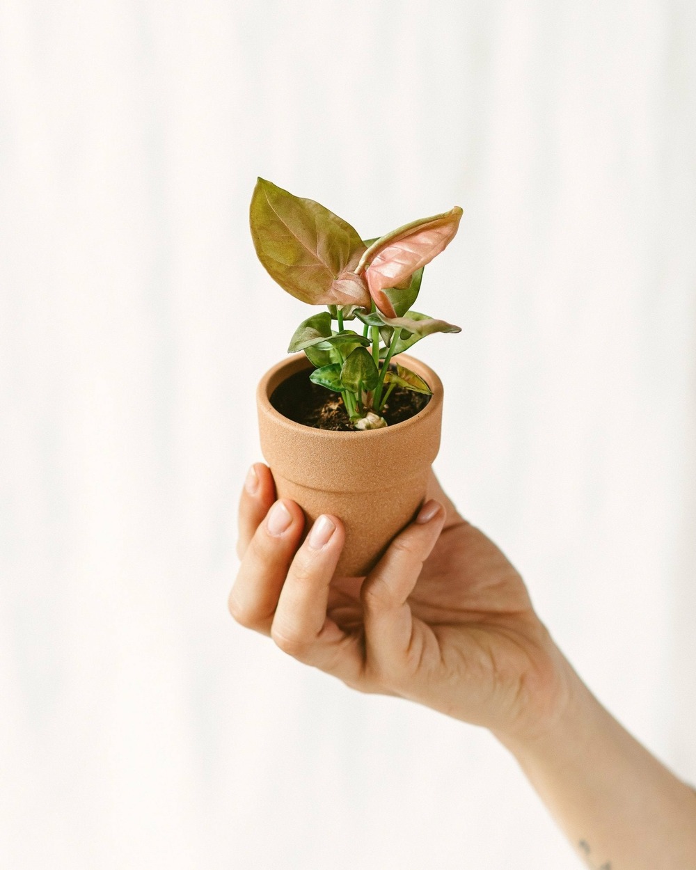 Mini syngonium rose 12cm - plante d'intérieur