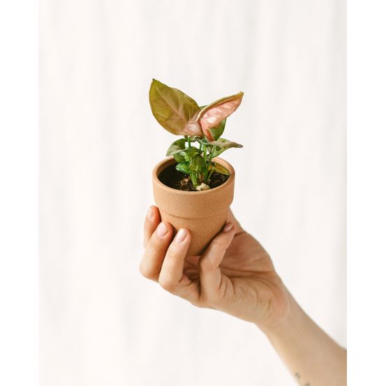 Mini syngonium rose 12cm - plante d'intérieur