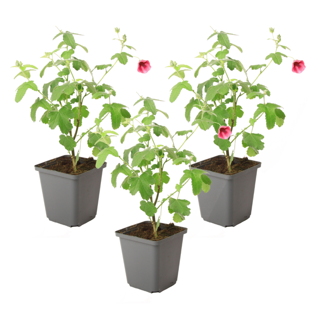 Mauve du cap - set de 3 - anisodontea capensis 'el rayo' - h25-40cm - ⌀9cm