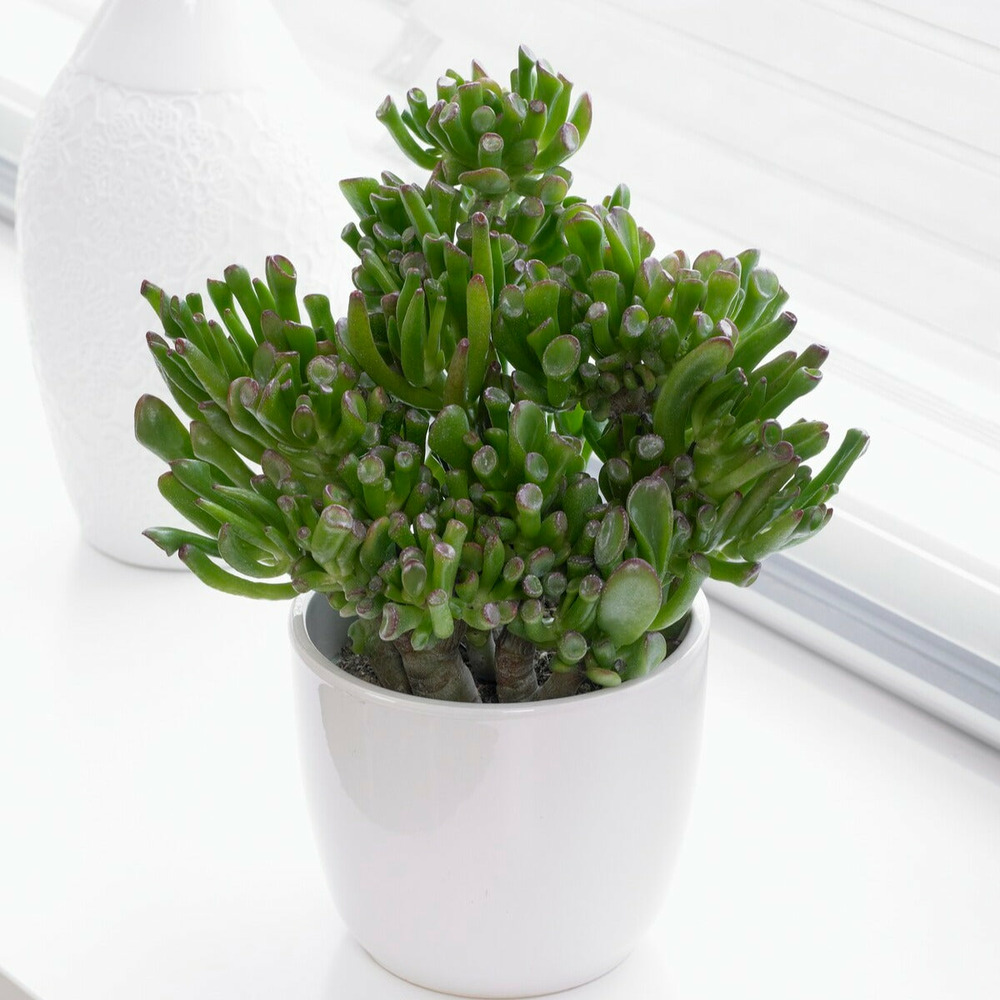 Crassula hobbit - le pot / ø 12cm / hauteur livrée environ 10cm