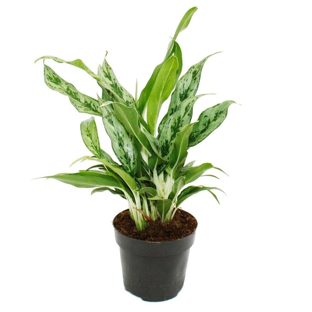 Aglaonema greyhound - filament d'épi bigarré - variétés originales - 12cm - hauteur environ 25-30cm