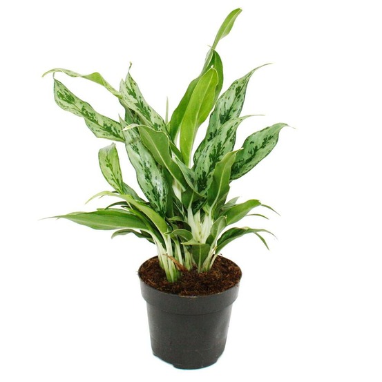 Aglaonema greyhound - filament d'épi bigarré - variétés originales - 12cm - hauteur environ 25-30cm