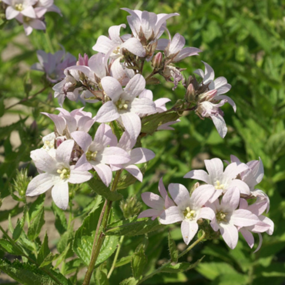 Campanule à fleurs laiteuses loddon anna godet - 5/20 cm