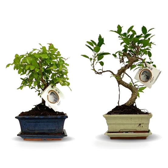 Duo bonsaï coupes céramique — bonsaï en s & boule