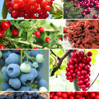 Collection de 4 arbustes à fruits vitaminés, les 4 pots