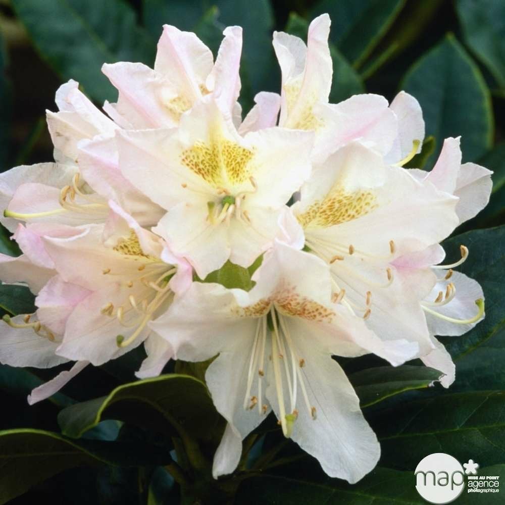 Rhododendron x 'cunningham's white' : 15 l (blanc)