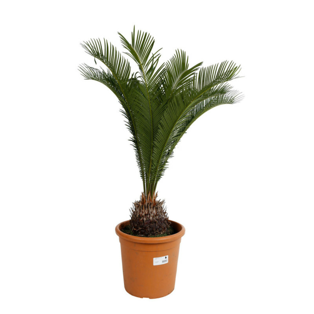 Cycas cycas revoluta 50/60 cm pot 9l