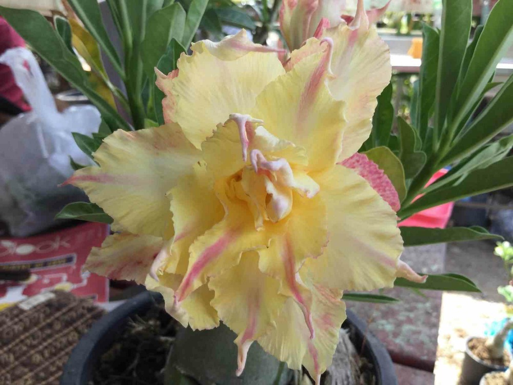 Adenium obesum cv.daowthongrose - caudex d'environ 300g 20/25cm