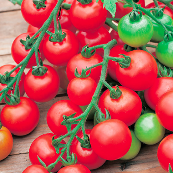 Plant de tomate cocktail en grappe harmony f1 pot 0,5 l