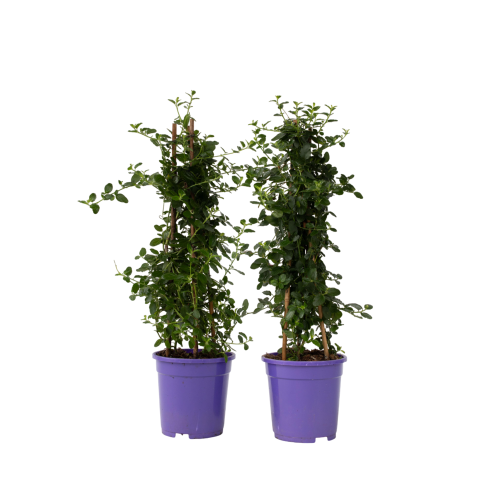 Lilas de californie - set de 2 - ceanothus repens - h60-70cm - ⌀17cm