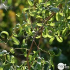 Salix matsudana 'tortuosa':pot 4l