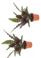 Calathea insignis - set de 2 - marantaceae - plante d'intérieur - pot 12cm - hauteur 30-40cm