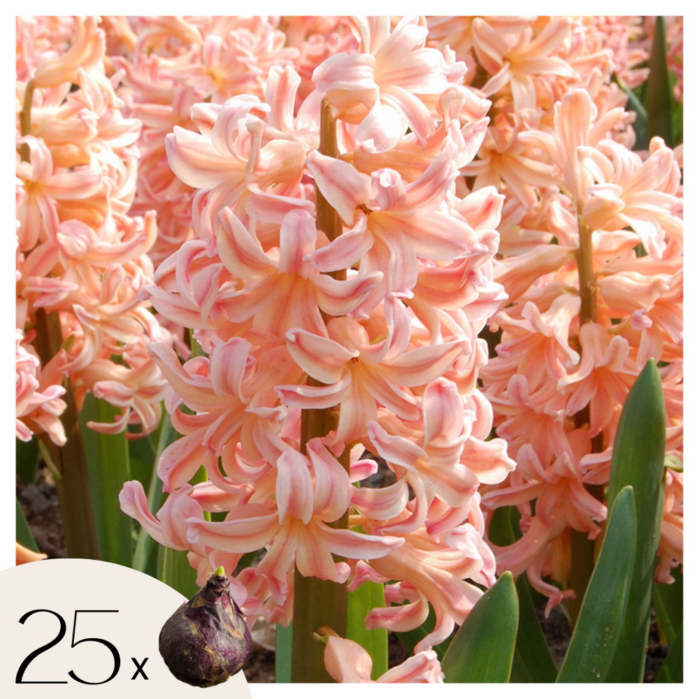 Jacinthe - set de 25 - hyacinthus 'gipsy queen' - bulbes à fleurs - orange