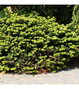 Sapin baumier nain 'nana' pot de 4l/5l