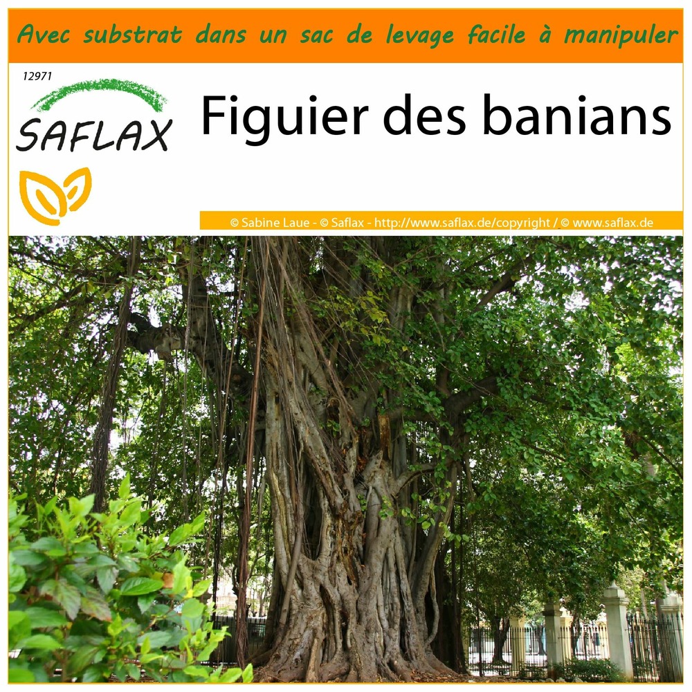 Garden in the bag - figuier des banians - 20 graines - ficus benghalensis