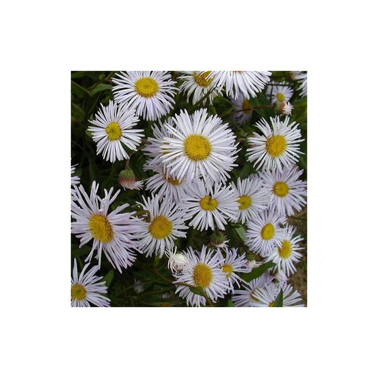 Vergerette quakeress lot de 5 godets