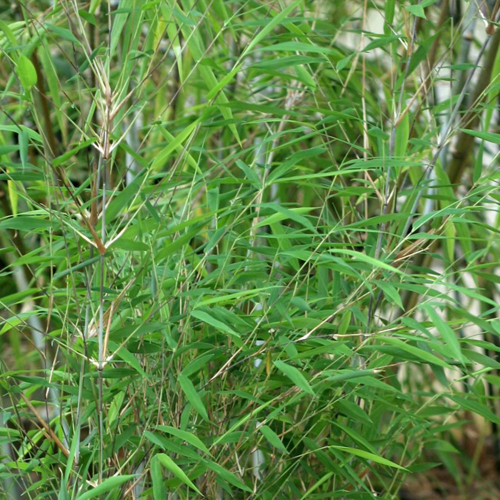 Bambou non traçant 'taibashan2' pot de 12l/15l