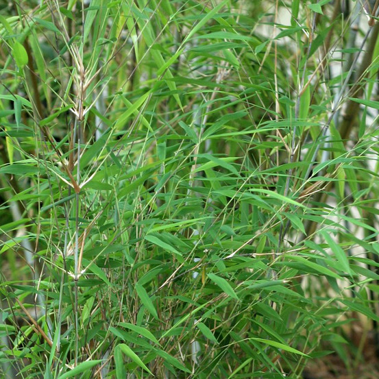 Bambou non traçant 'taibashan2' pot de 12l/15l