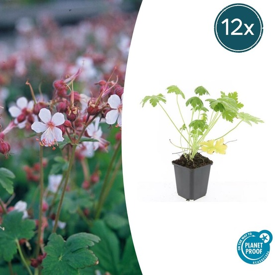 Géranium vivace 'spessart' x12 – entre 0,75 et 1m2