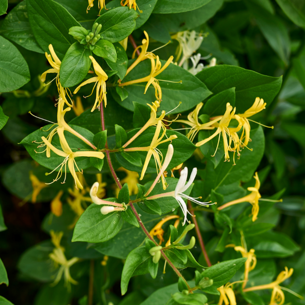 Chèvrefeuille - lonicera japonica halliana 70cm